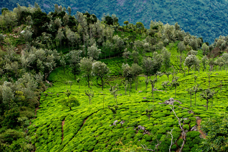 Earthcrafted Kerala