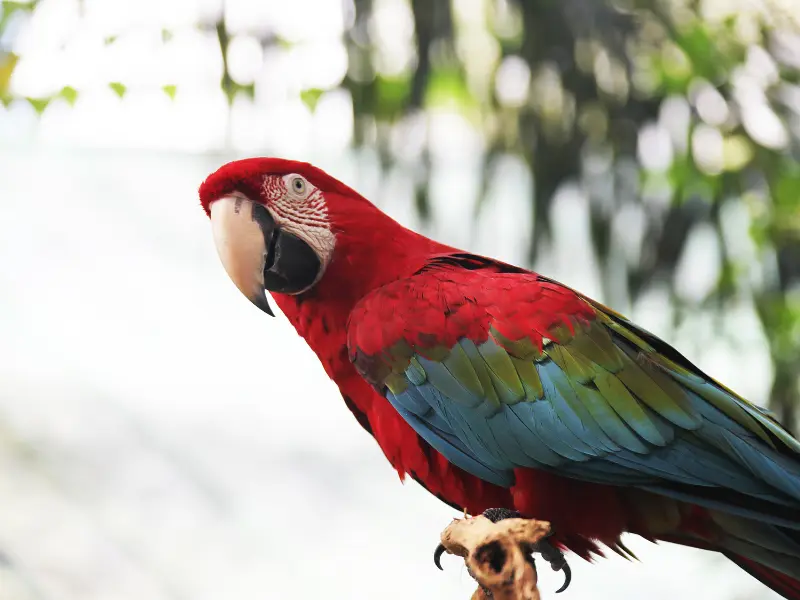 Karnataka Hills & Wildlife Safari