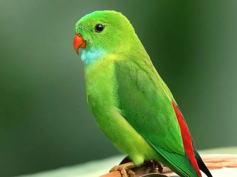 Wild & Green Karnataka